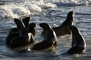 Nervous: South American / Southern / Patagonian Sealion