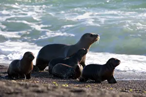 Potential: South American / Southern / Patagonian Sealion