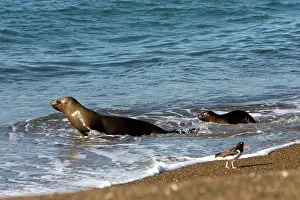 Enter: South American / Southern / Patagonian Sealion