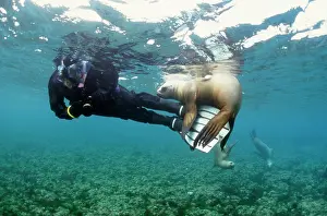 Douglas David Seifert: South American / Southern / Patagonian Sealion - with diver