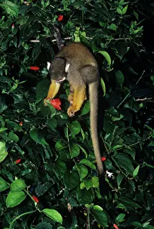 Sciureus: South American Squirrel Monkey