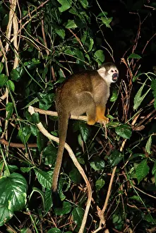 Sciureus: South American Squirrel Monkey