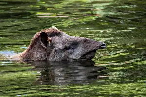 Show: South American tapir (Tapirus terrestris), Brazilian