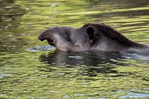 Show: South American tapir (Tapirus terrestris), Brazilian