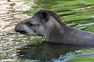 Show: South American tapir (Tapirus terrestris), Brazilian