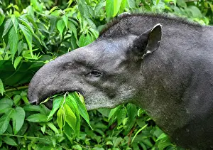 Tapir: South American tapir (Tapirus terrestris), female
