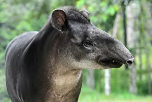 Tapir: South American tapir (Tapirus terrestris), female