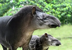 Tapir: South American tapir (Tapirus terrestris), female