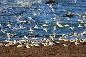 Hirundinacea: South American Tern - in flight