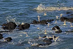 Hirundinacea: South American Tern - in flight