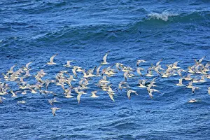Hirundinacea: South American Tern - in flight
