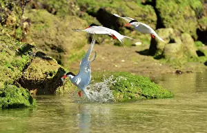 Hirundinacea: South American Tern - in flight with fish prey