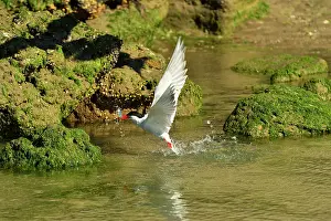 Hirundinacea: South American Tern - in flight with fish prey