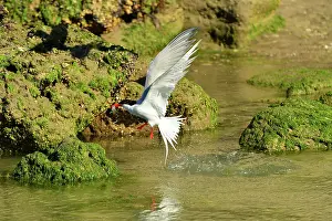 Hirundinacea: South American Tern - in flight with fish prey