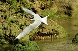 Hirundinacea: South American Tern - in flight with fish prey