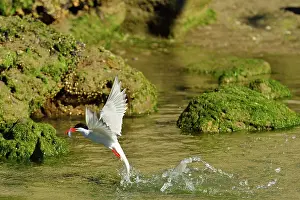 Hirundinacea: South American Tern - in flight with fish prey
