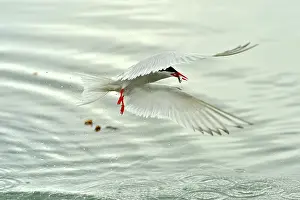 Hirundinacea: South American Tern - in flight with fish prey