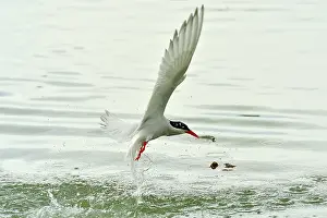 Hirundinacea: South American Tern - in flight with fish prey