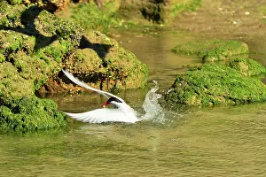 Hirundinacea: South American Tern - in flight fishing