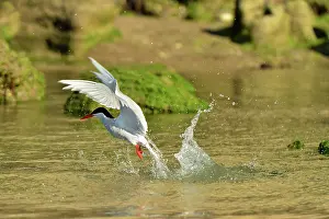 Hirundinacea: South American Tern - in flight fishing
