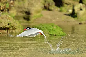 Hirundinacea: South American Tern - in flight fishing
