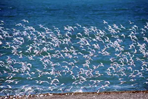 Hirundinacea: South American Tern - flock in flight