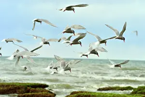 Hirundinacea: South American Tern - group in flight