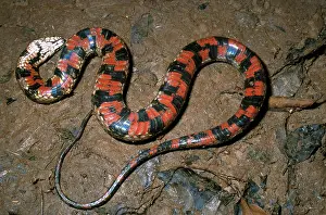 Watersnake: South American Watersnake