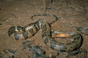 Dorsal: South American Watersnake
