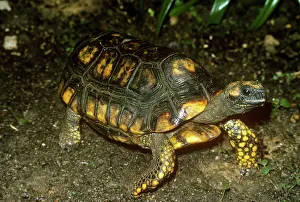 Denticulata: South American Yellow-footed Tortoise / Morocoy Tortoise