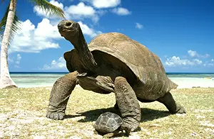 Gigantea: South American Yellow-footed Tortoise and young