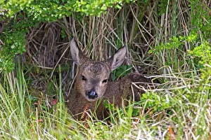 Innocent: South Andean Deer newborn