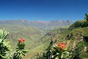 Ingrid Van Den Berg: SOUTH ARFICA Mountain scene with flowering Protea ruopeliae