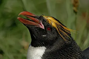 Cooper: South Atlantic Ocean, South Georgia Island