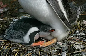 Arthur: South Atlantic Ocean, South Georgia Island
