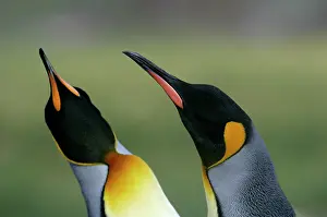 Arthur: South Atlantic Ocean, South Georgia Island