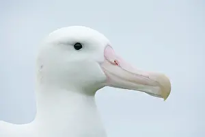Wandering: South Atlantic Ocean, South Georgia Island