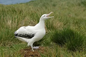 Wandering: South Atlantic Ocean, South Georgia Island