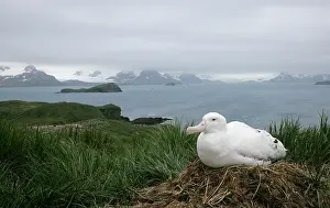 Morris: South Atlantic Ocean, South Georgia Island