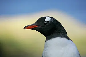 Morris: South Atlantic Ocean, South Georgia Island
