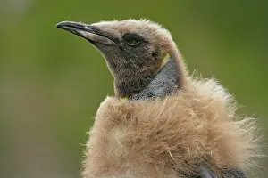 Morris: South Atlantic Ocean, South Georgia Island