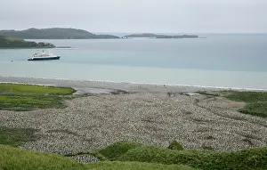 Morris: South Atlantic Ocean, South Georgia Island
