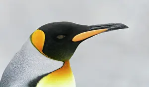 Morris: South Atlantic Ocean, South Georgia Island