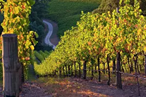 Janis: South Australia, Adelaide Hills, Summertown