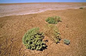 Atriplex: South Australia - dry lake bed with Pop Saltbush