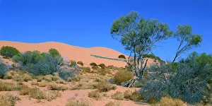 Mulga: South Australia - Sand dune and Mulga