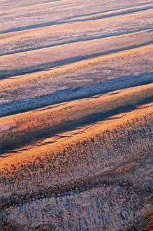 Simpson: South Australia - Simpson desert showing parallel