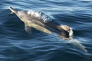 Josh: South Cape Town. A bottlenose dolphin comes