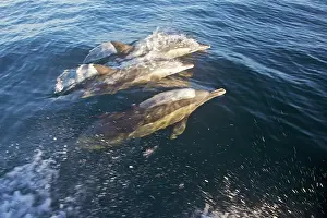 Josh: South Cape Town. Three bottlenose dolphins