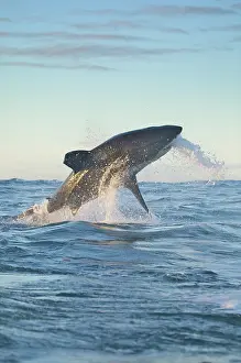 Breaching: South Cape Town. A great white shark propels